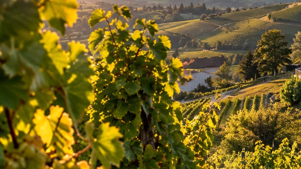 Rebreihen und Weinlaub in einer südsteirischen Hügellandschaft, Symbolbild ohne konkrete Riedenzuordnung